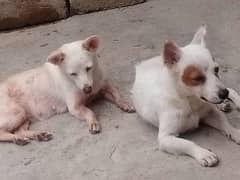 Russian dog pair available female meeted he 15day ki