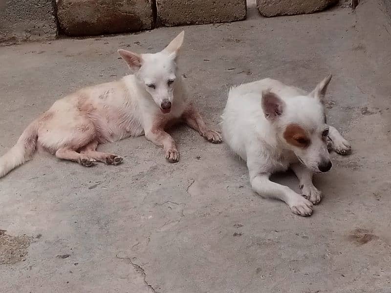 Russian dog pair available female meeted he 15day ki 1