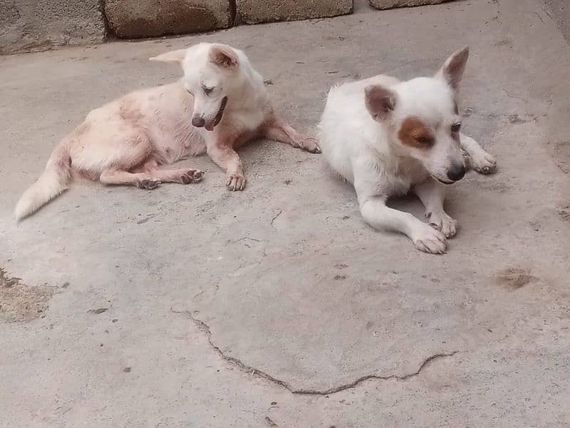 Russian dog pair available female meeted he 15day ki 3