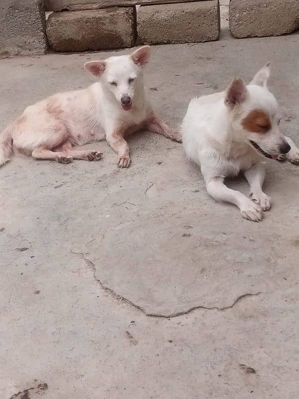 Russian dog pair available female meeted he 15day ki 6