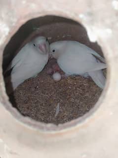 Breeding Pairs Albino / Personata / Color Love Birds