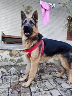 German shepherd male available for sale