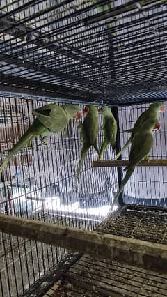 Raw Parrots (Males) Read Full Ad