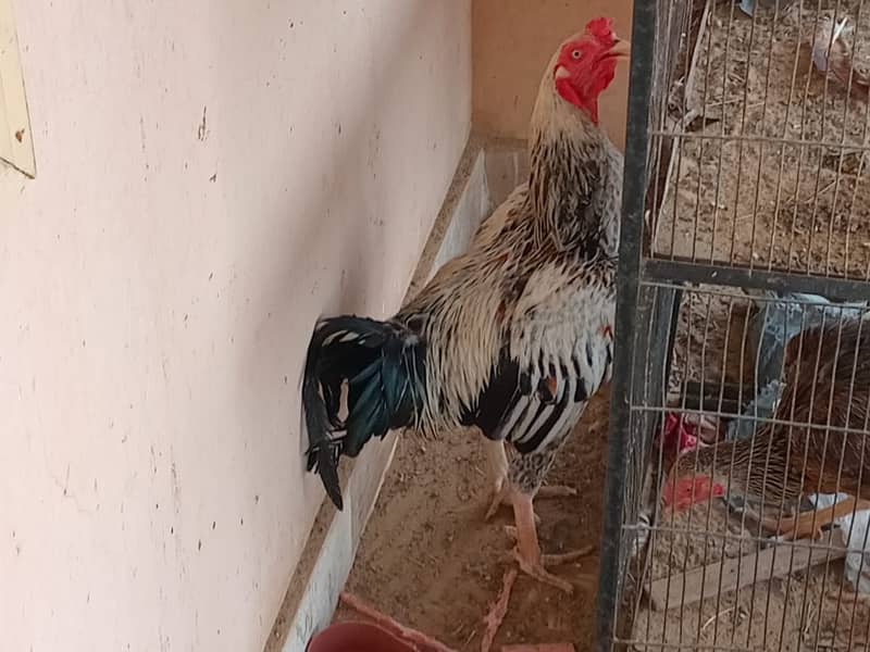 ASEEL&MUSHKA CHICKS SETUP FOR URGENT SALE(ALL BREEDS HAI) 4