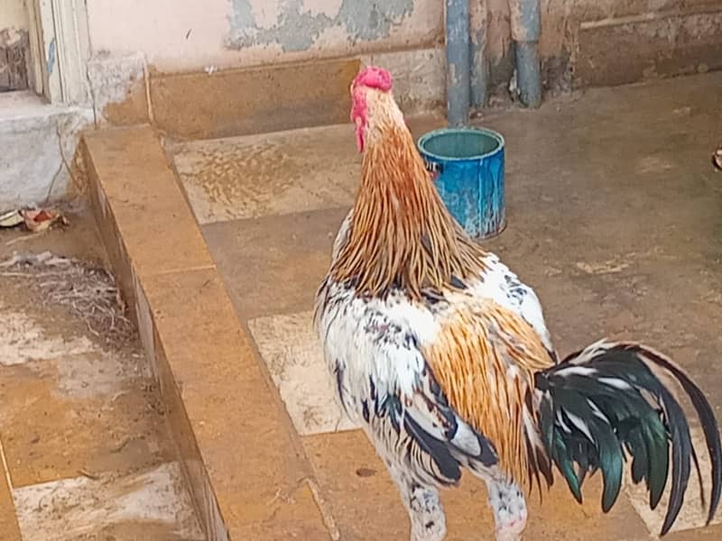 ASEEL&MUSHKA CHICKS SETUP FOR URGENT SALE(ALL BREEDS HAI) 16