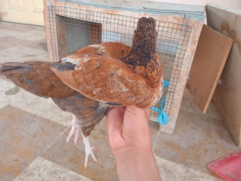 ASEEL&MUSHKA CHICKS SETUP FOR URGENT SALE(ALL BREEDS HAI) 5