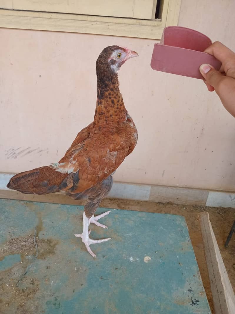 ASEEL&MUSHKA CHICKS SETUP FOR URGENT SALE(ALL BREEDS HAI) 6