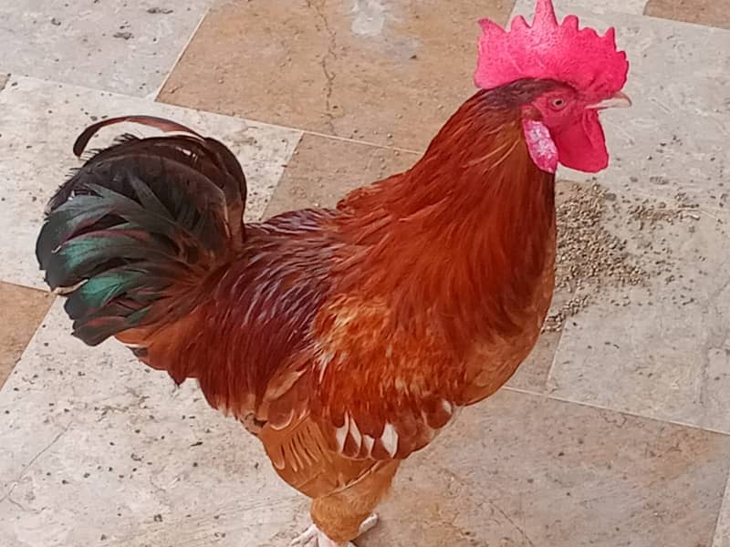 ASEEL&MUSHKA CHICKS SETUP FOR URGENT SALE(ALL BREEDS HAI) 7