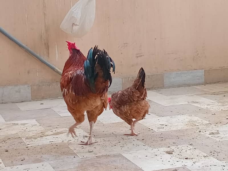 ASEEL&MUSHKA CHICKS SETUP FOR URGENT SALE(ALL BREEDS HAI) 8