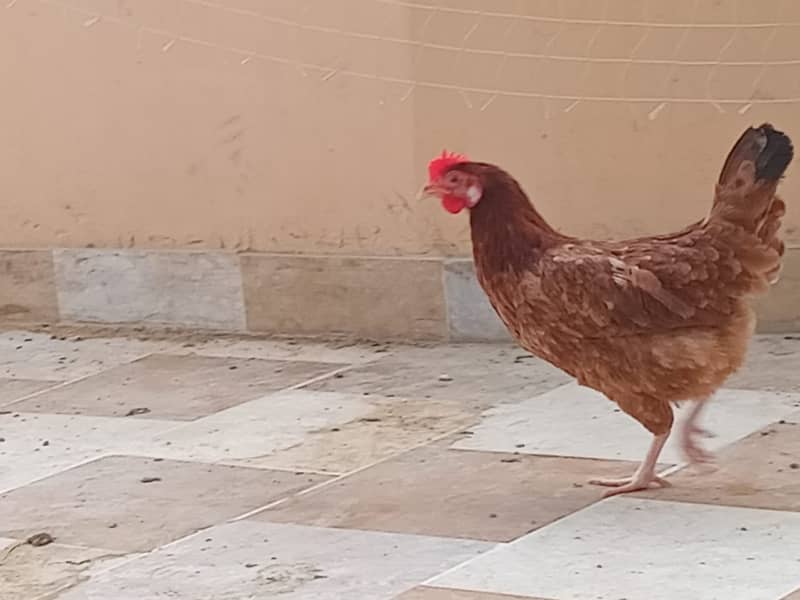 ASEEL&MUSHKA CHICKS SETUP FOR URGENT SALE(ALL BREEDS HAI) 9