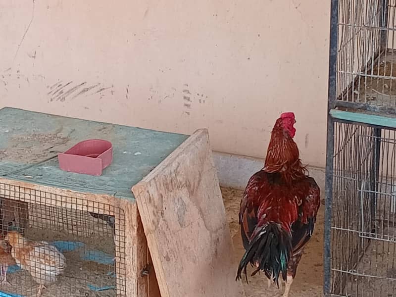 ASEEL&MUSHKA CHICKS SETUP FOR URGENT SALE(ALL BREEDS HAI) 11