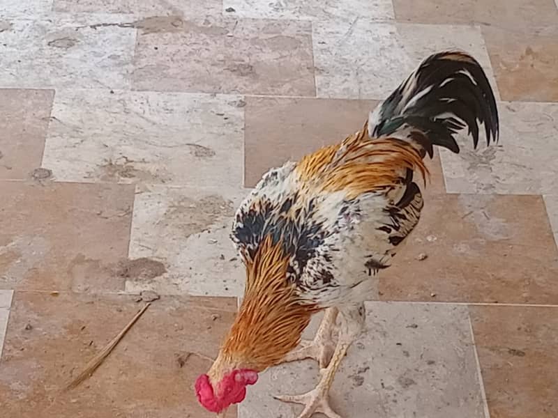 ASEEL&MUSHKA CHICKS SETUP FOR URGENT SALE(ALL BREEDS HAI) 12