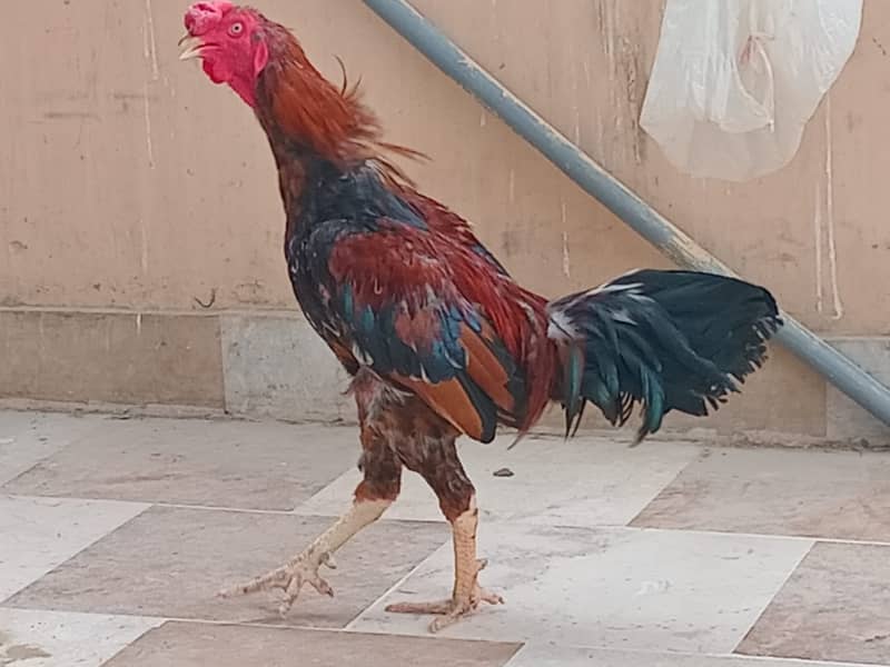 ASEEL&MUSHKA CHICKS SETUP FOR URGENT SALE(ALL BREEDS HAI) 2