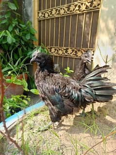 Ayam cemani pure black meat male chick silver tongue