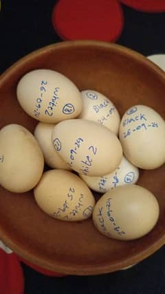 Fresh and Fertile Heera Aseel Eggs and chicks