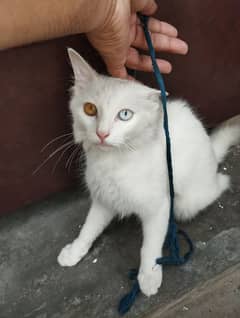 dubble cot cat white persian