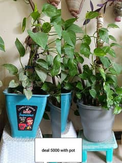 Money plants