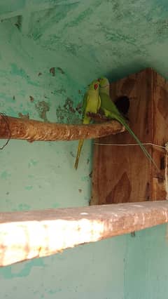 Green ringneck