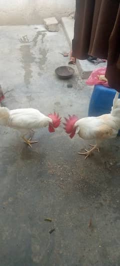 2 murg