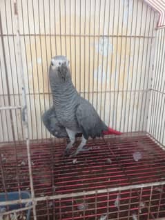 my watsap no 03040130748 african grey parrot for sale