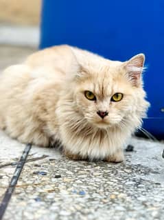 Female double coated persian cat