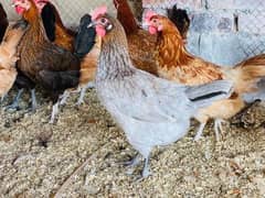 golden misri desi egg laying fresh hen