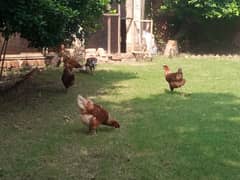 lohman brown female hens egglaying hens