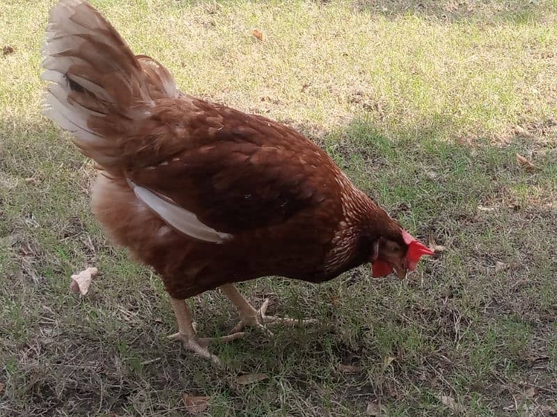 lohman brown female hens egglaying hens 1