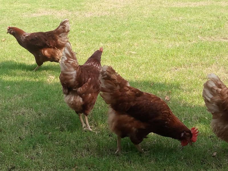 lohman brown female hens egglaying hens 3