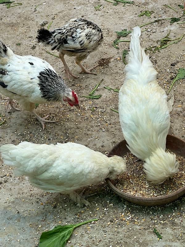 shuamo pairs, australorp pairs, Susex ring bird, eggs & Chicks 3