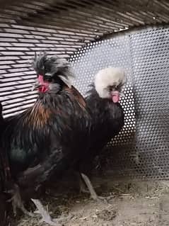 silkie pair for sale oor اصیل مرغي بھی انڈے دینے والی