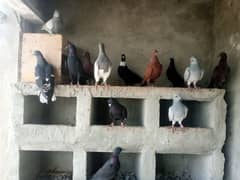 kalay Desi pigeon and khaal for sale per piece 1000