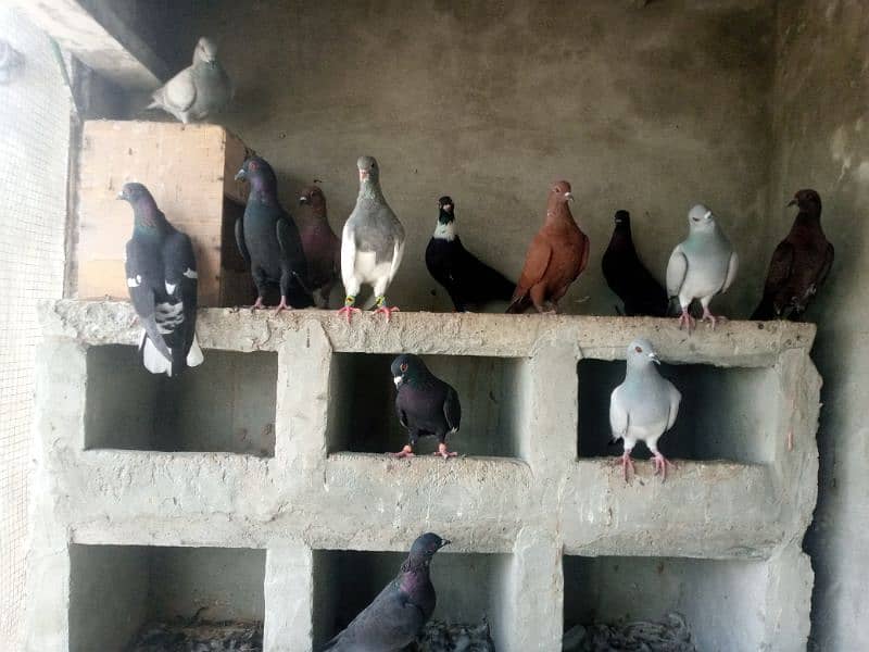 kalay Desi pigeon and khaal for sale per piece 1000 0