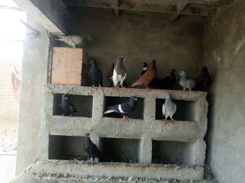 kalay Desi pigeon and khaal for sale per piece 1000 1