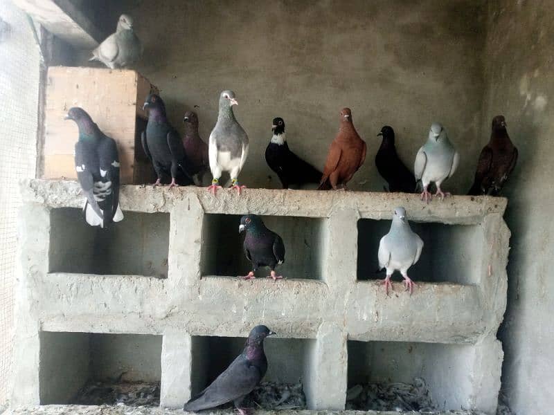 kalay Desi pigeon and khaal for sale per piece 1000 3