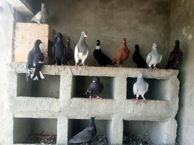 kalay Desi pigeon and khaal for sale per piece 1000 4