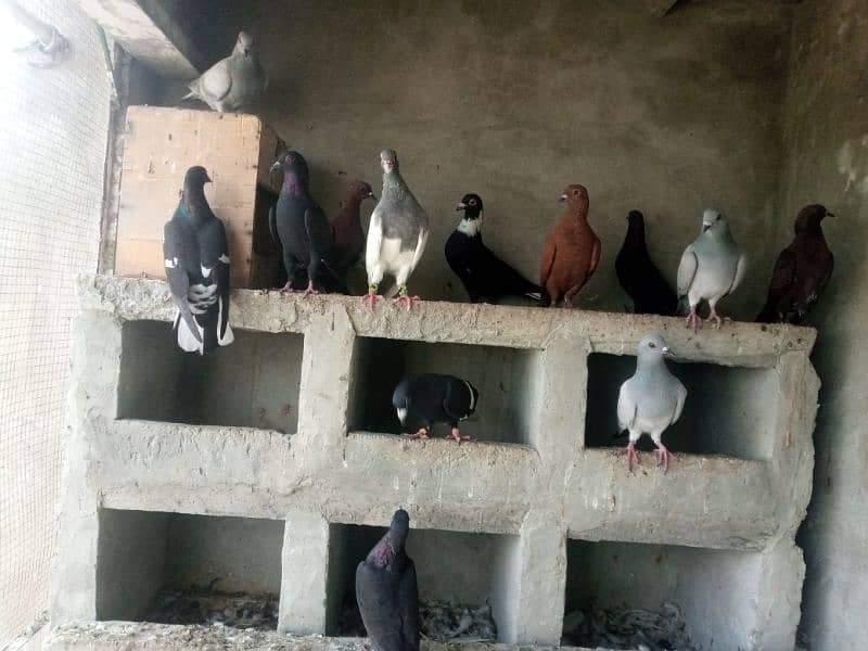 kalay Desi pigeon and khaal for sale per piece 1000 5