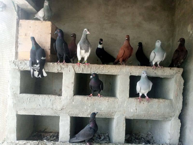 kalay Desi pigeon and khaal for sale per piece 1000 7