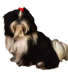 Shih Tzu Highly Pedigreed Male For sale