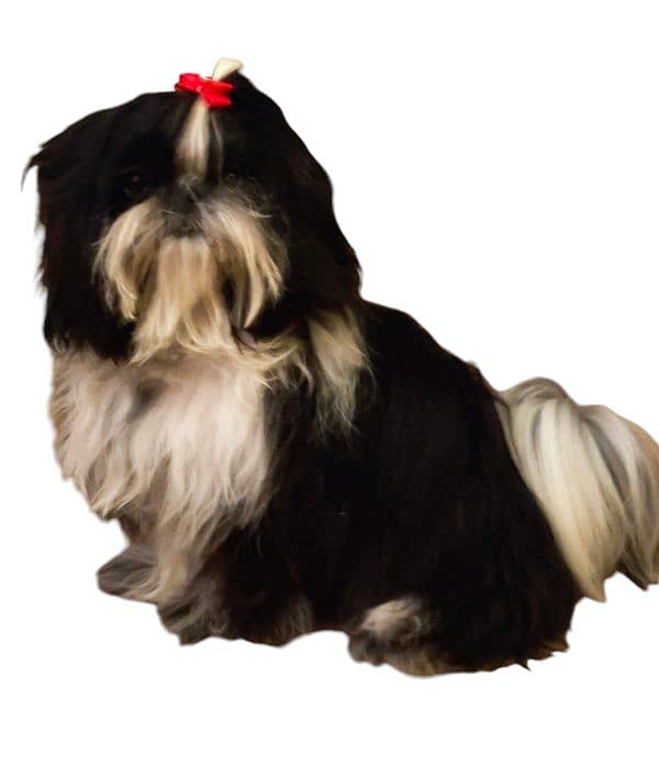 Shih Tzu Highly Pedigreed Male For sale 0