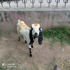 Goat Baby for sale Lahore