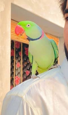 Raw Parrot ,Tota , Raa Tota , Parrot , Green parrot