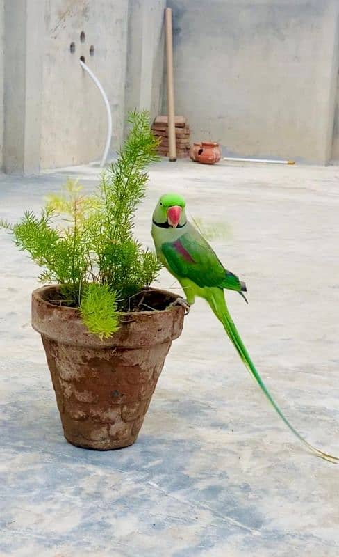 Raw Parrot ,Tota , Raa Tota , Parrot , Green parrot 2