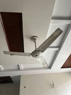 Ceiling Fans ( 1 Fans Available For Sale )