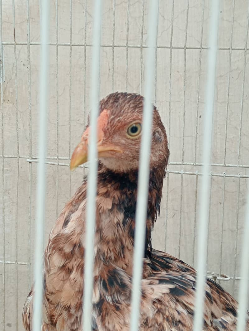 Aseel Hen Pathi for Sale. 1