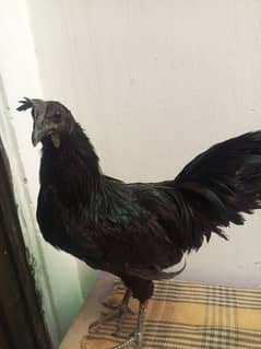 ayem cemani male for sale