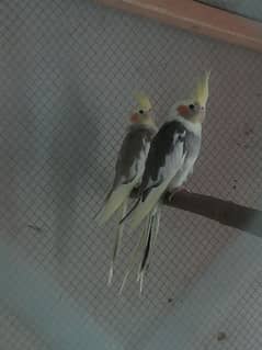 Cocktail Breeder pair & pathy 4sale