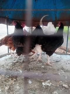 egg lying desi hens