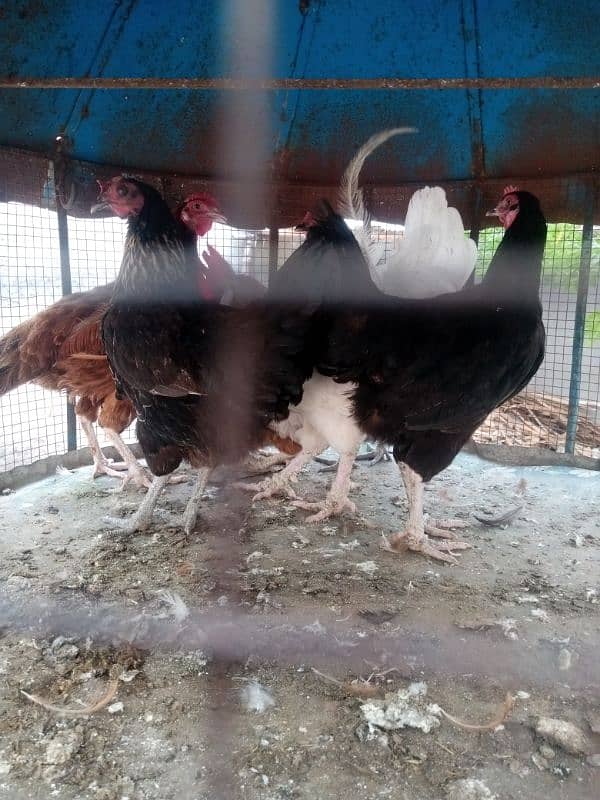 egg lying desi hens 0