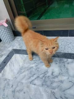 Persian Brown Kitten (Discounted Price)